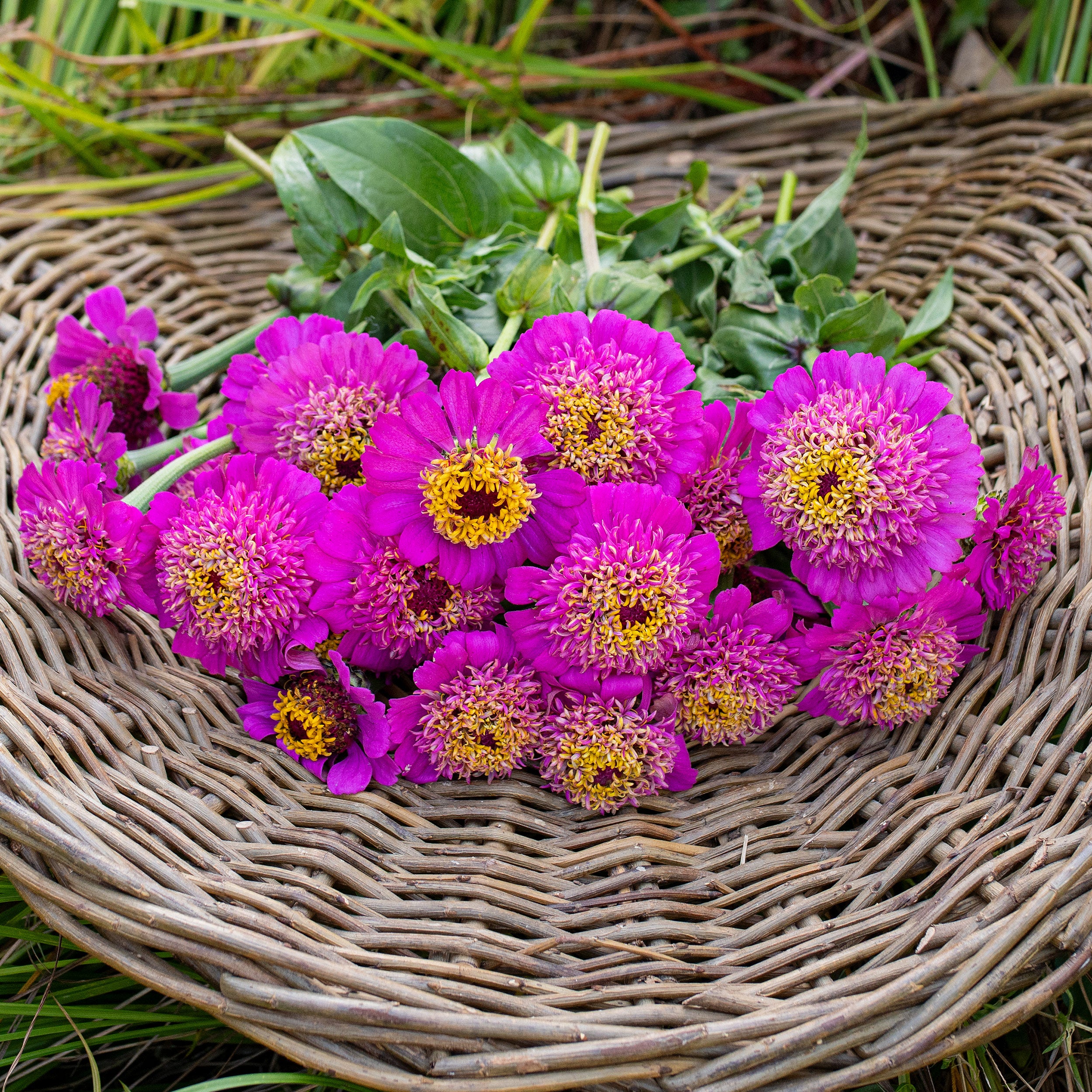 Zinnia 'Zinderella Purple' seeds
