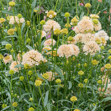 Sweet Scabious 'Fata Morgana'