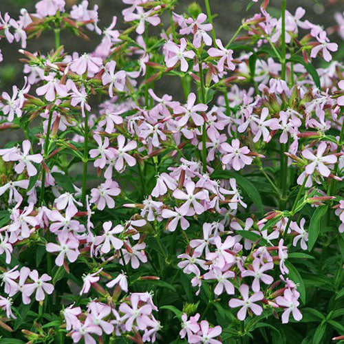 Saponaria 'Graciella'