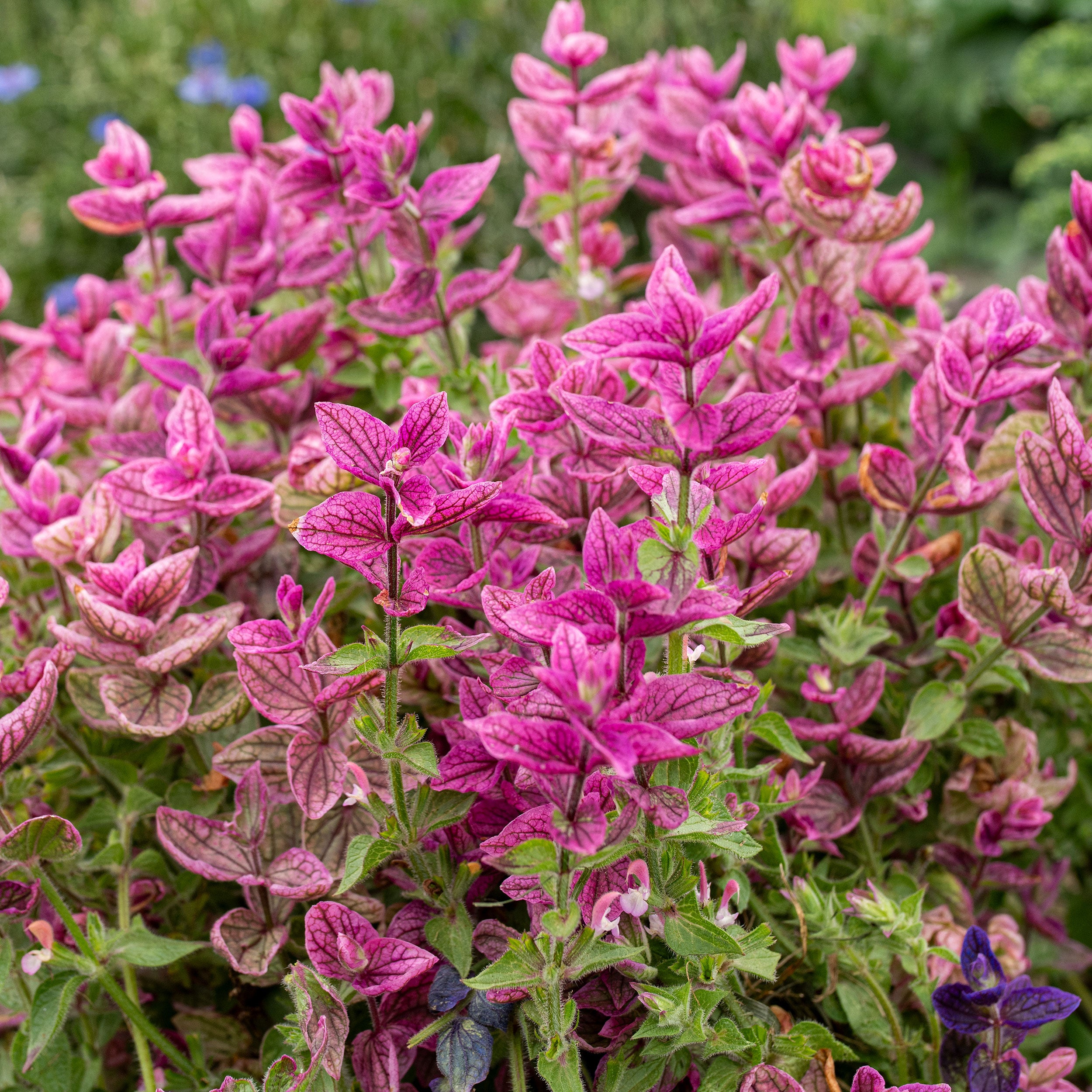Annual Clary 'Rose' seeds - Salvia viridis