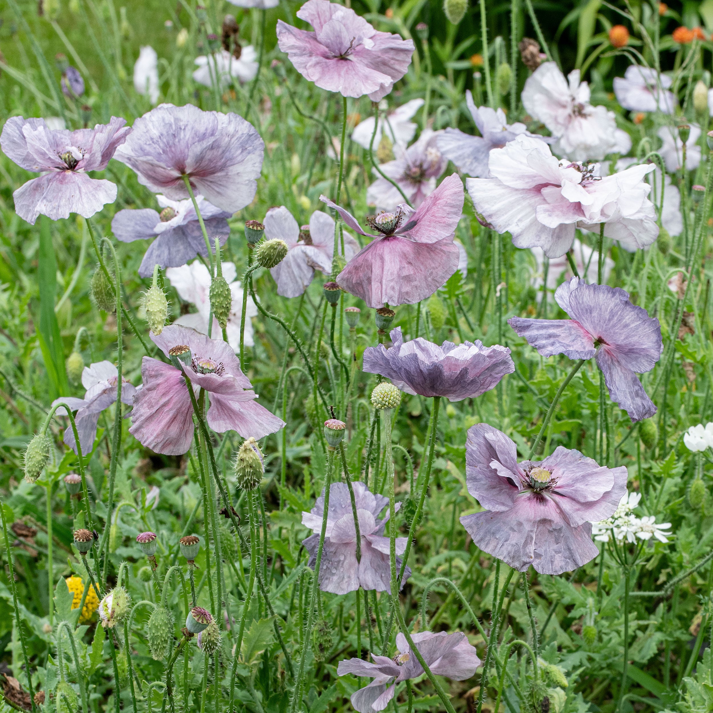grey poppy flower seeds Poppy