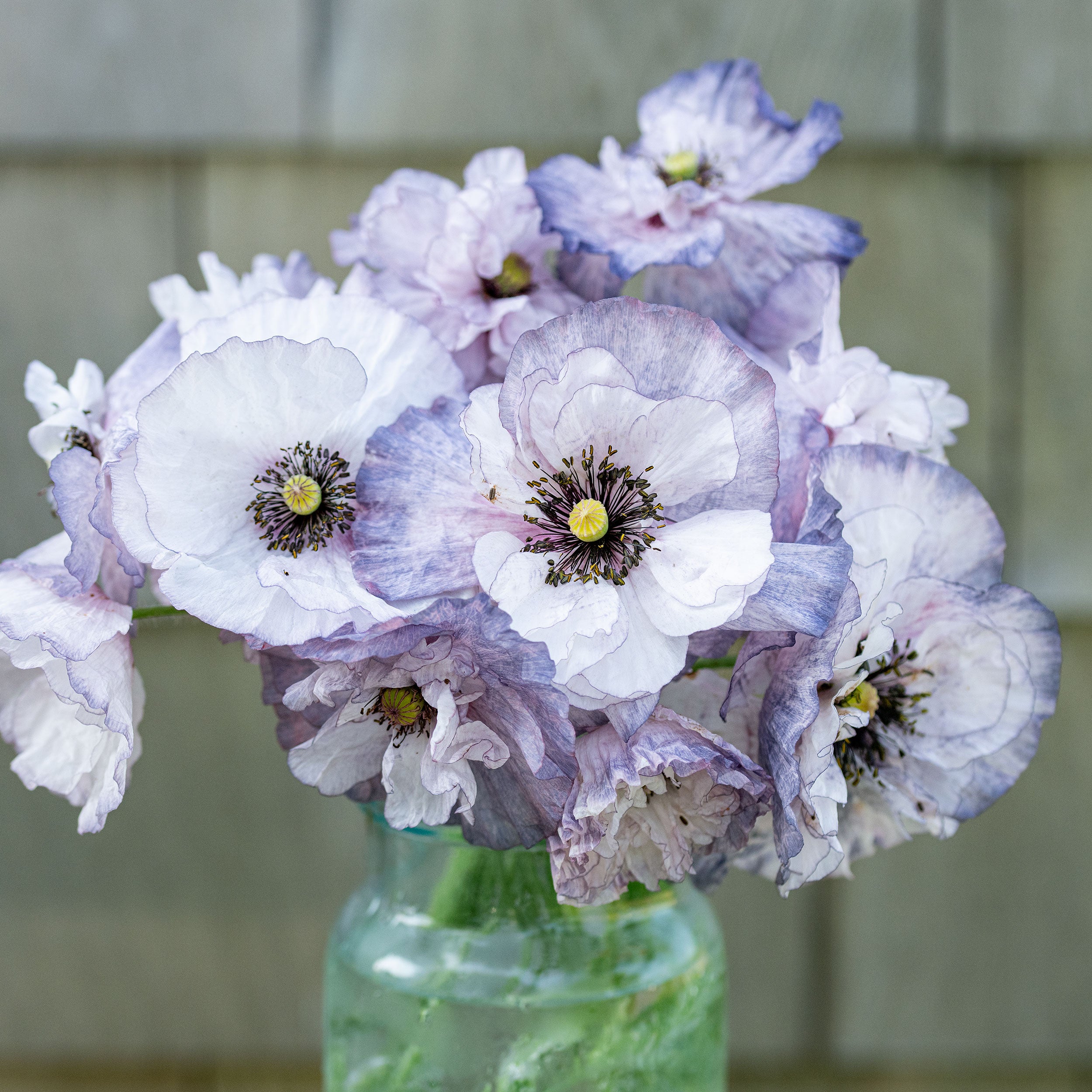 Shirley Poppy 'Amazing Grey' seeds - Papaver rhoeas