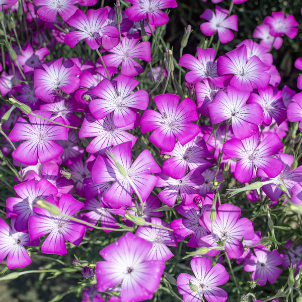 Agrostemma 'Purple Queen'
