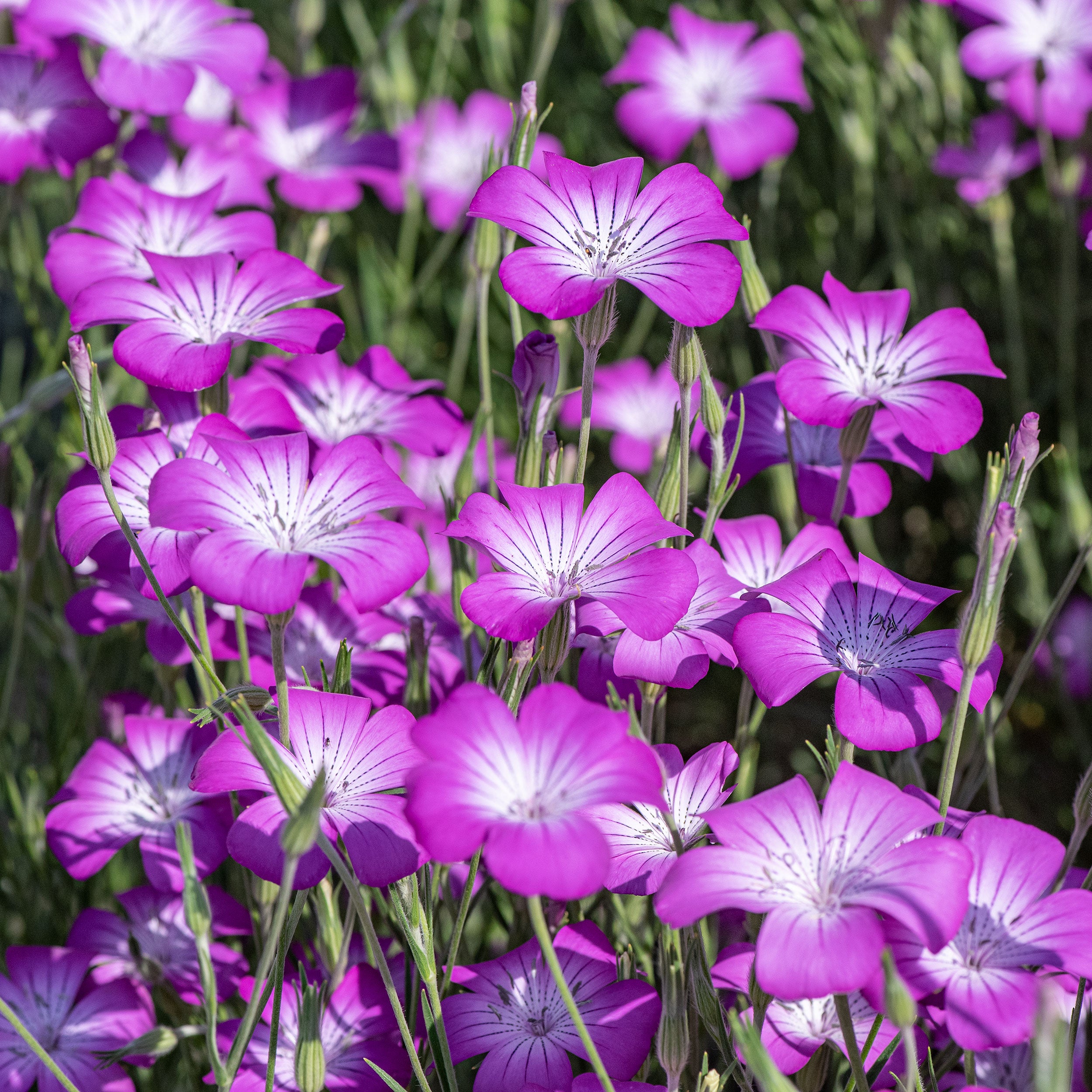Agrostemma 'Purple Queen' seeds - Agrostemma githago