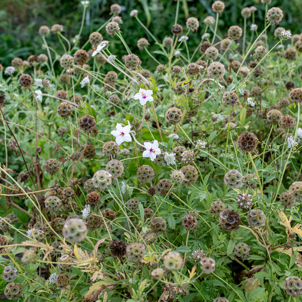 Scabiosa 'Drumsticks'