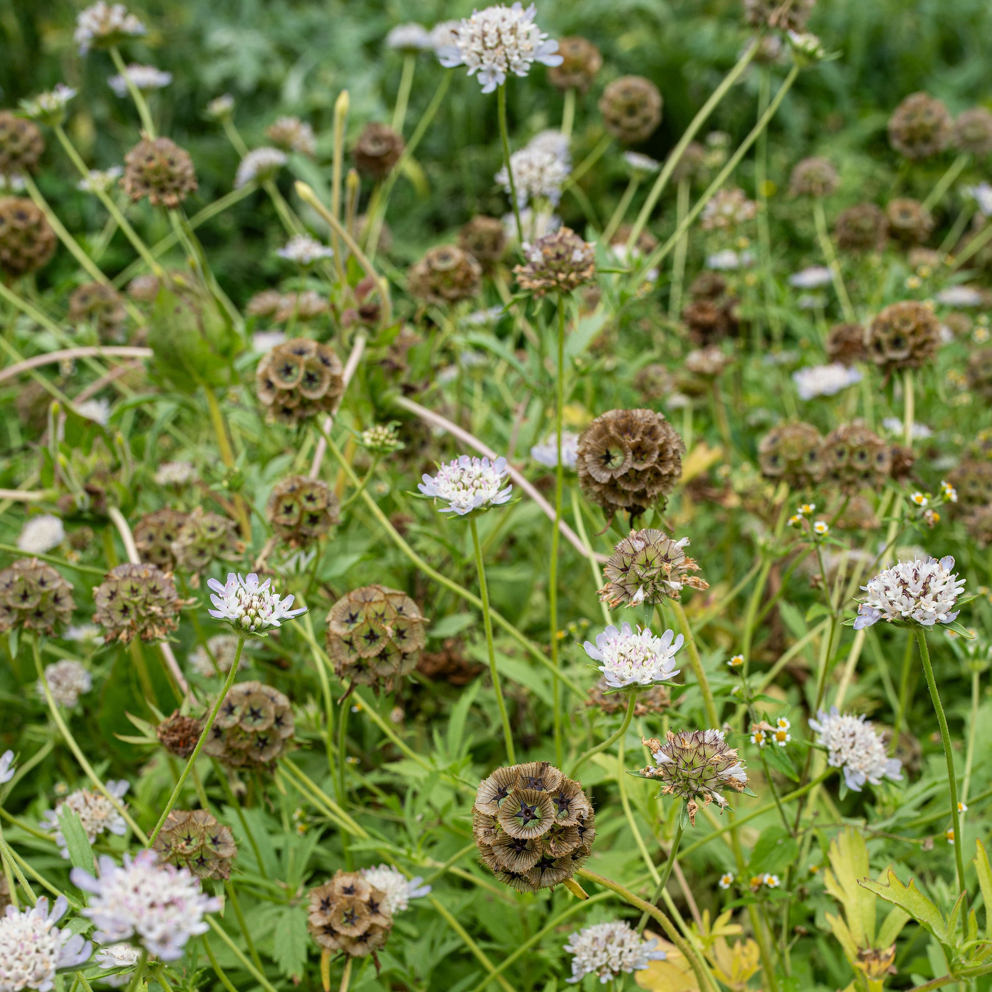 Scabiosa 'Drumsticks'