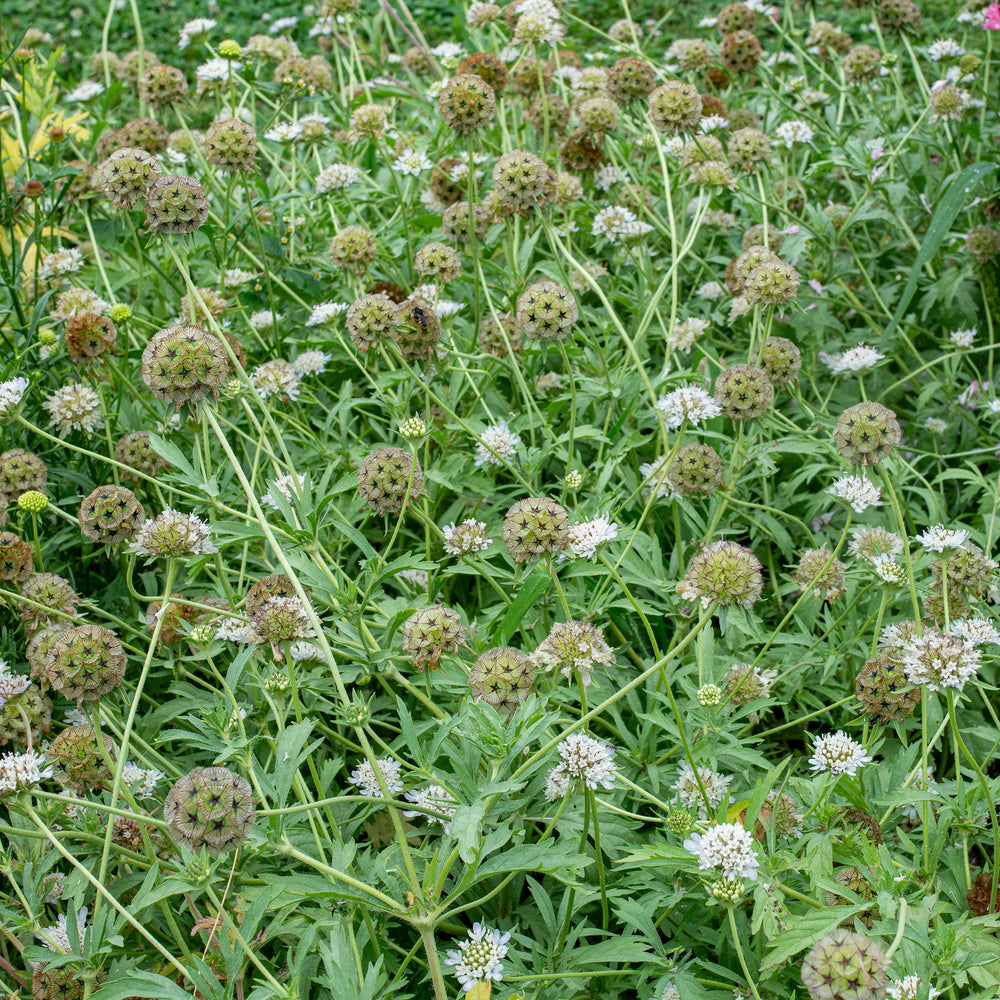 Scabiosa 'Drumsticks'