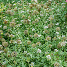 Scabiosa 'Drumsticks'