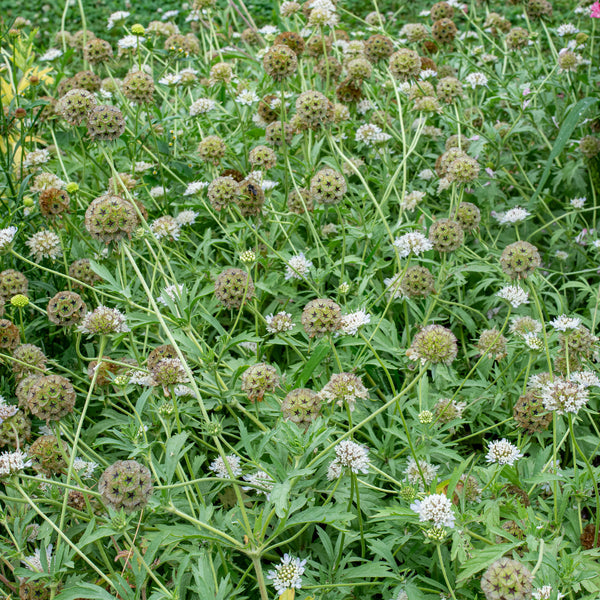 Scabiosa 'Drumsticks'