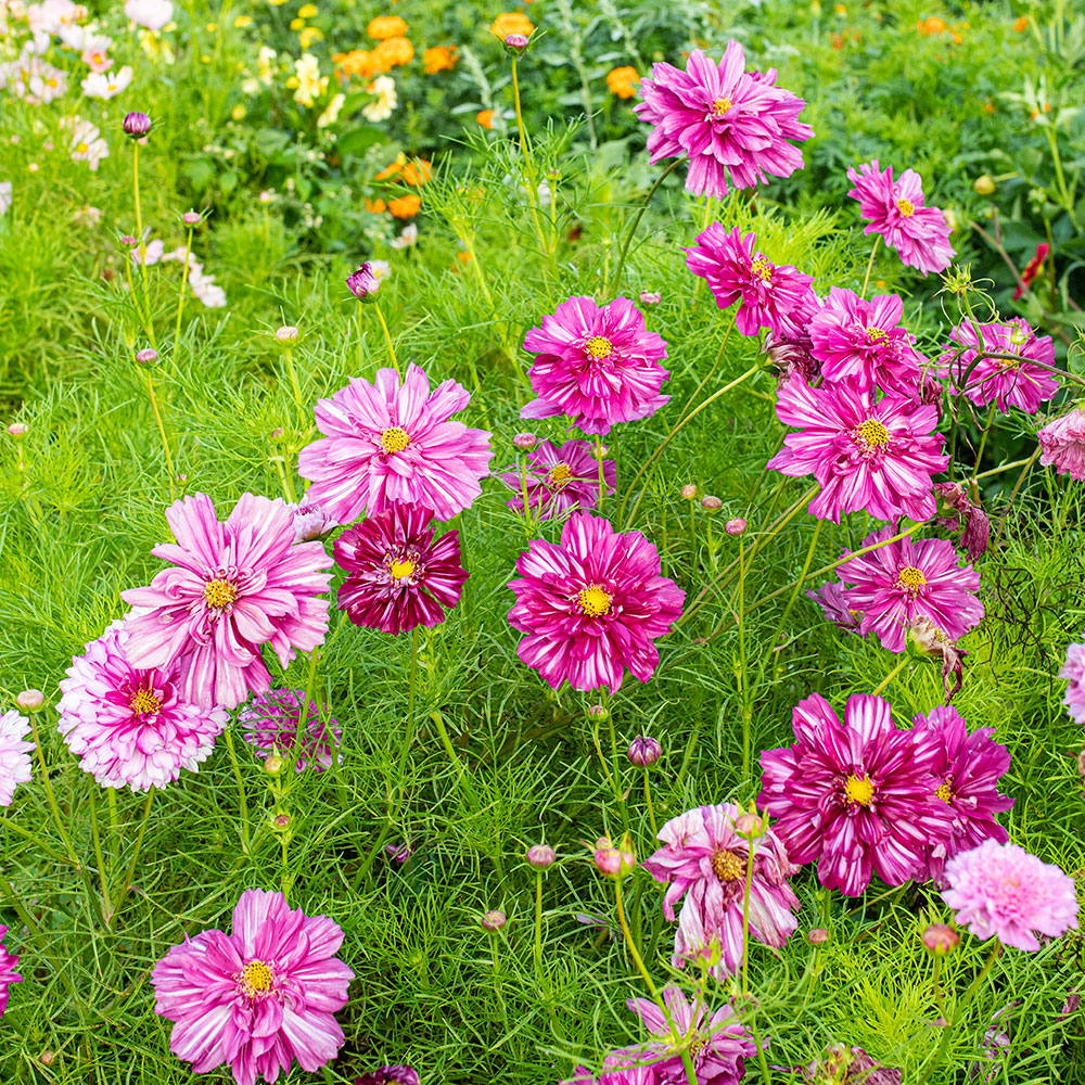 Cosmos 'Double Click Bicolor Violet' plants - Cosmos bipinnatus