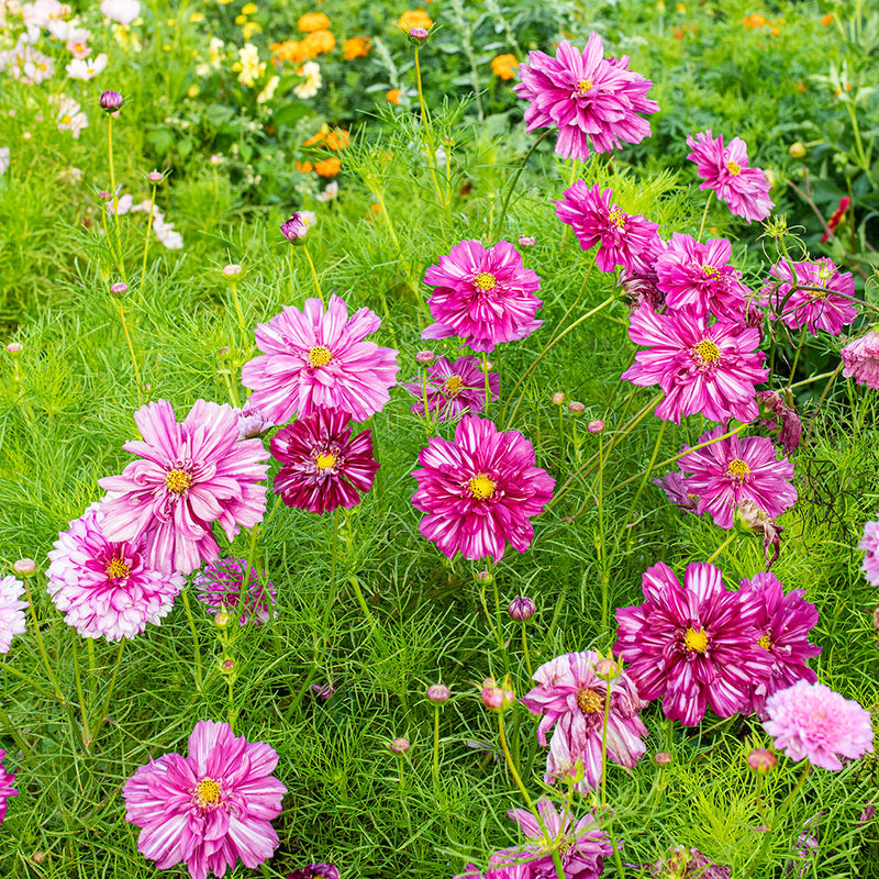 
      



Cosmos 'Double Click Bicolor Violet' 
    