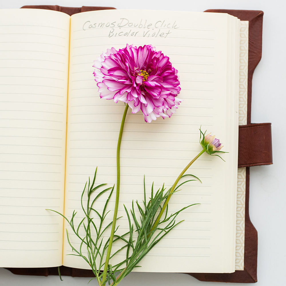 Cosmos 'Double Click Bicolor Violet' - S2