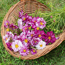 Cosmos 'Double Click Bicolor Violet'