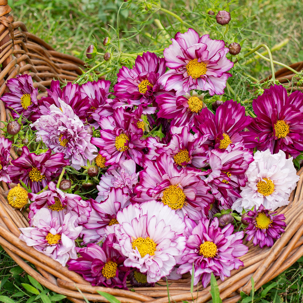 Cosmos 'Double Click Bicolor Violet' - S2