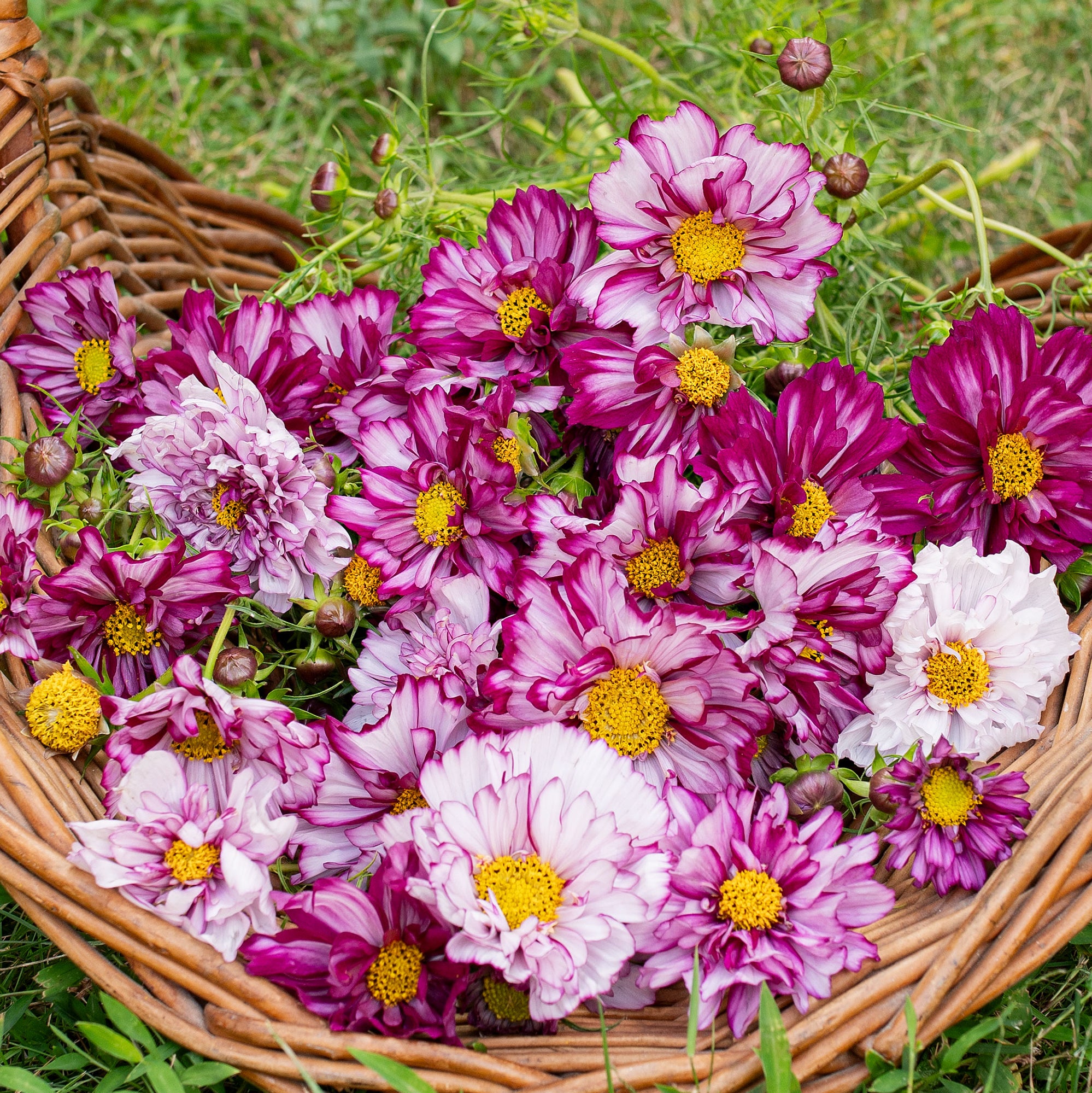Cosmos 'Double Click Bicolor Violet' - S2