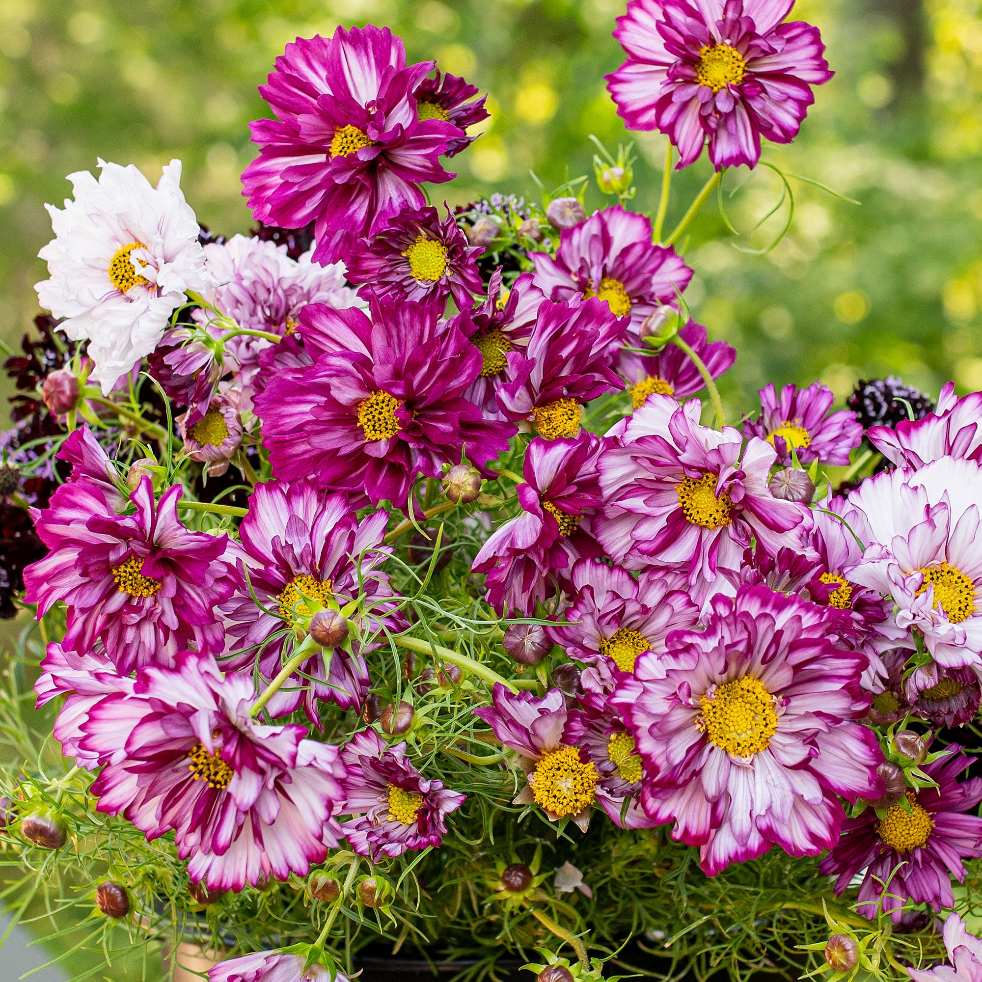 Cosmos 'Double Click Bicolor Violet' plants - Cosmos bipinnatus