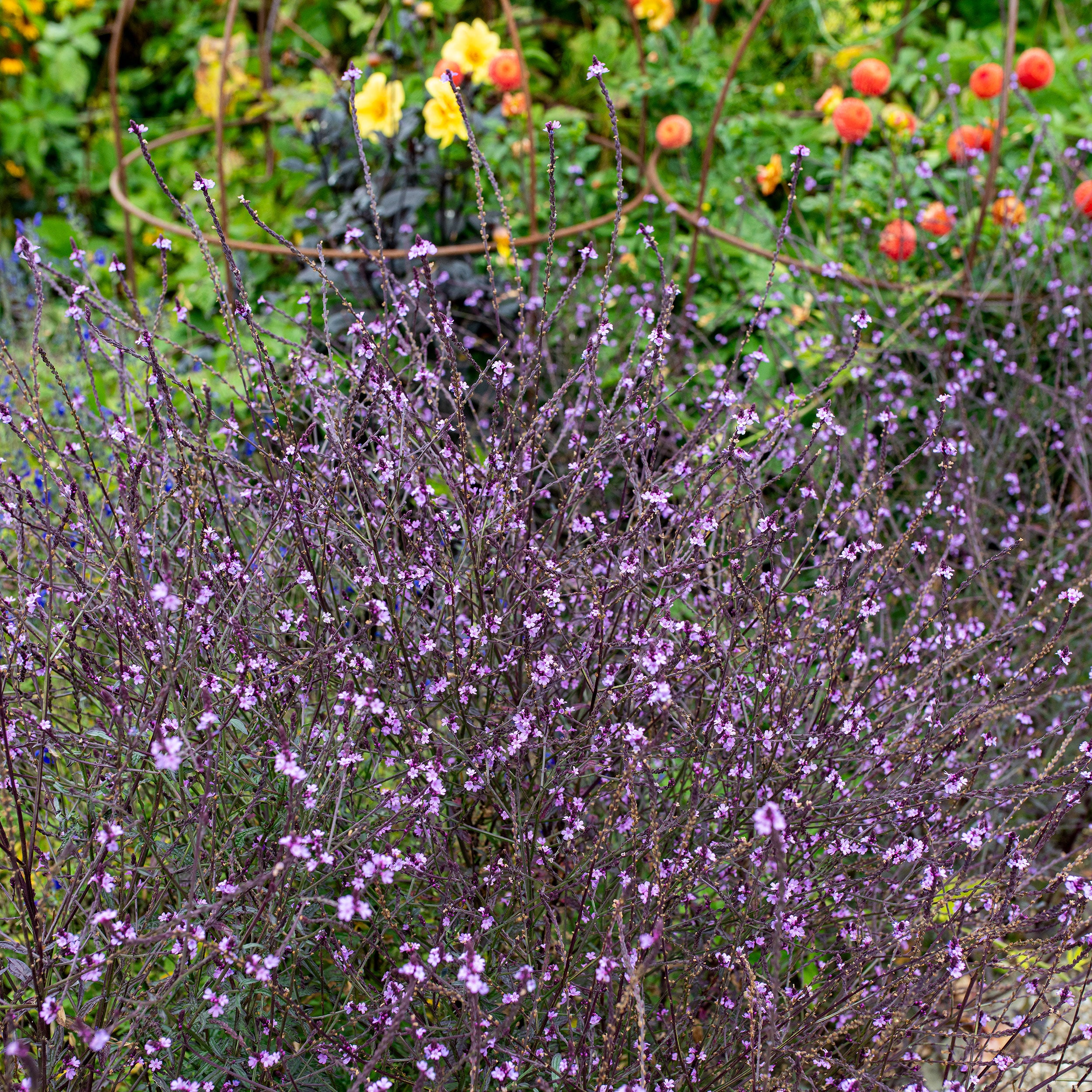 Verbena 'Bampton' seeds - Verbena officinalis var. grandiflora