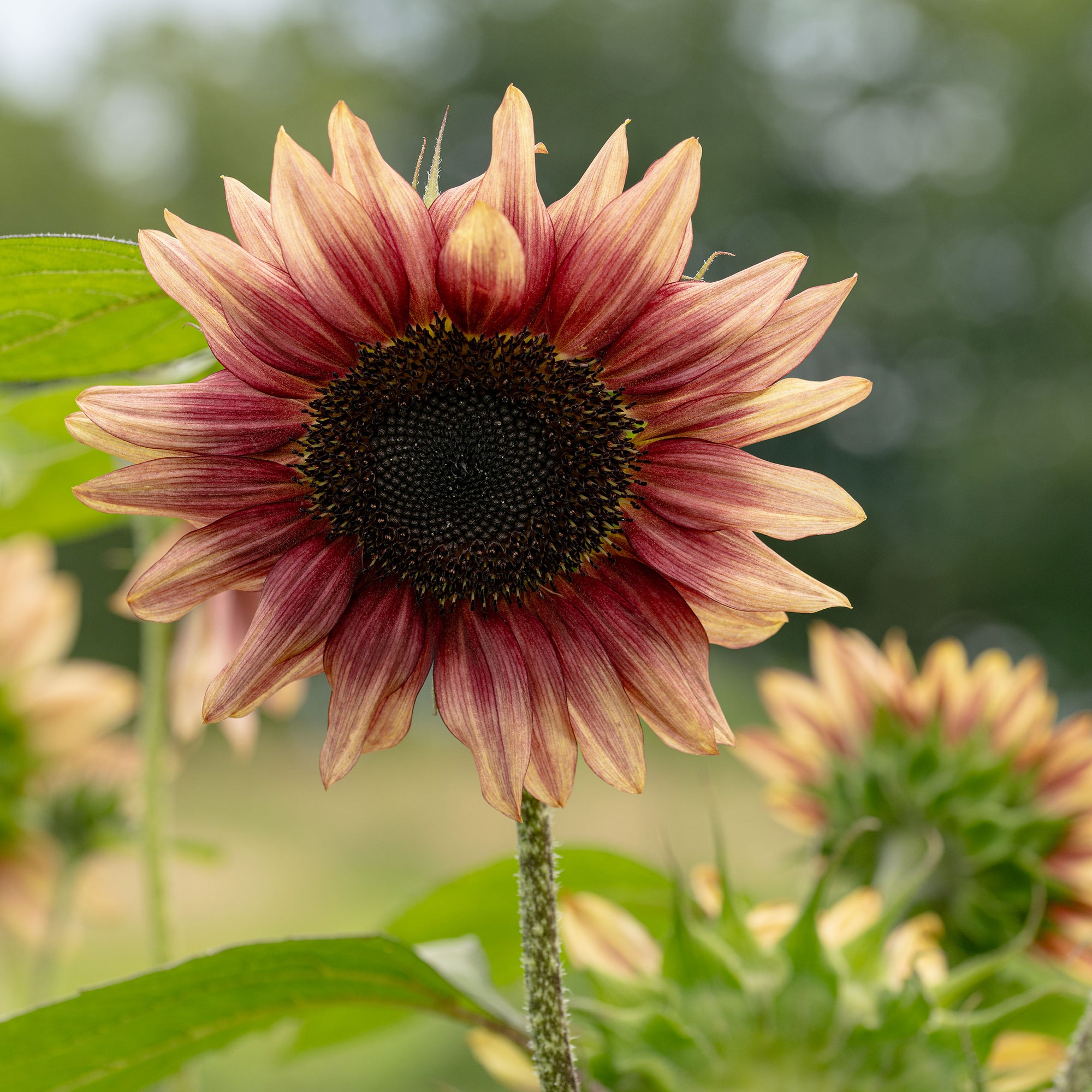 Sunflower 'Ruby Eclipse'