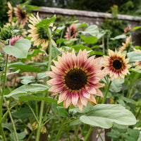 
    



Sunflower 'Ruby Eclipse'
