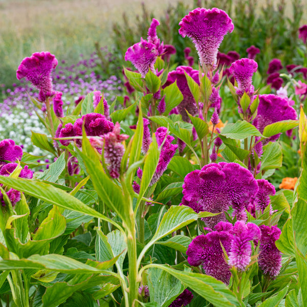 celosia indoor or outdoor plant Celosia 'Cramer's Rose' seeds