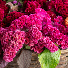 Celosia 'Cramer's Rose'
