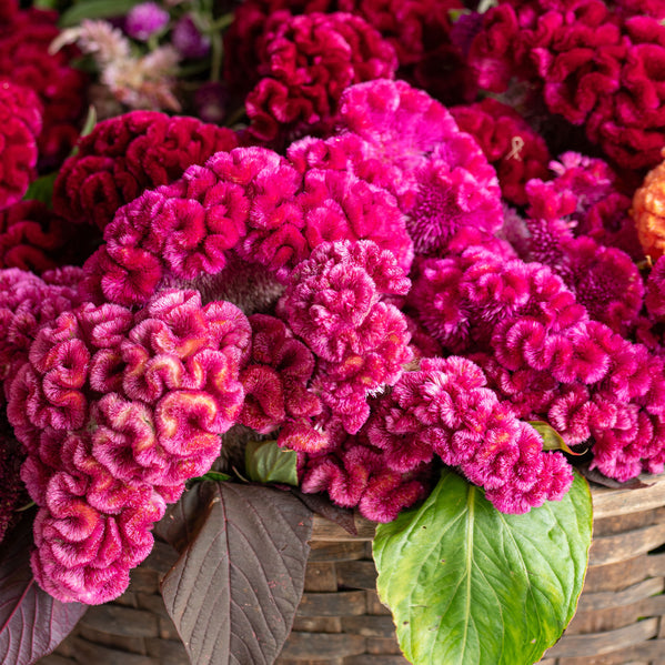 celosia seed to flower time Celosia 'Cramer's Rose' seeds