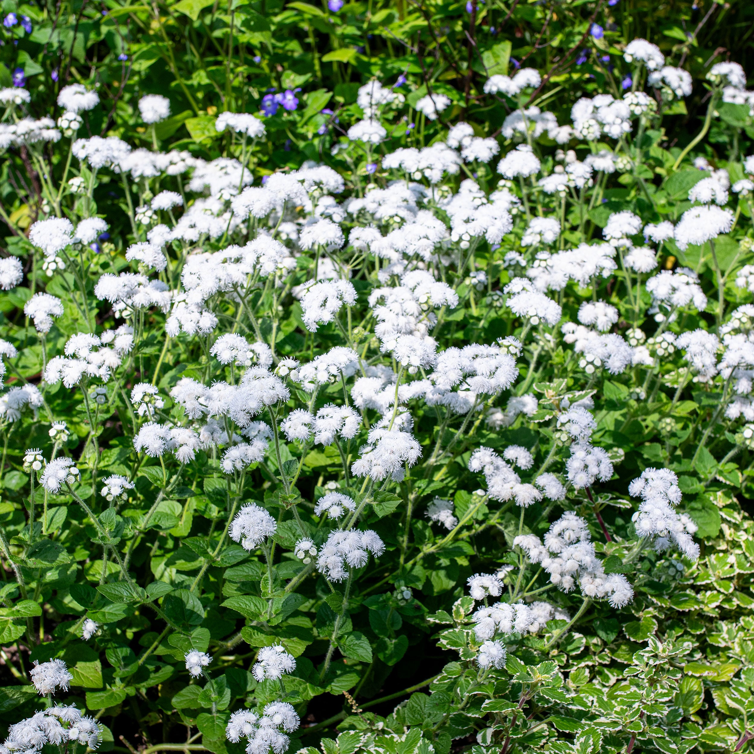 【E.R.T】アイボリー Ageratum 'White Bouquet' seeds - Ageratum houstonianum