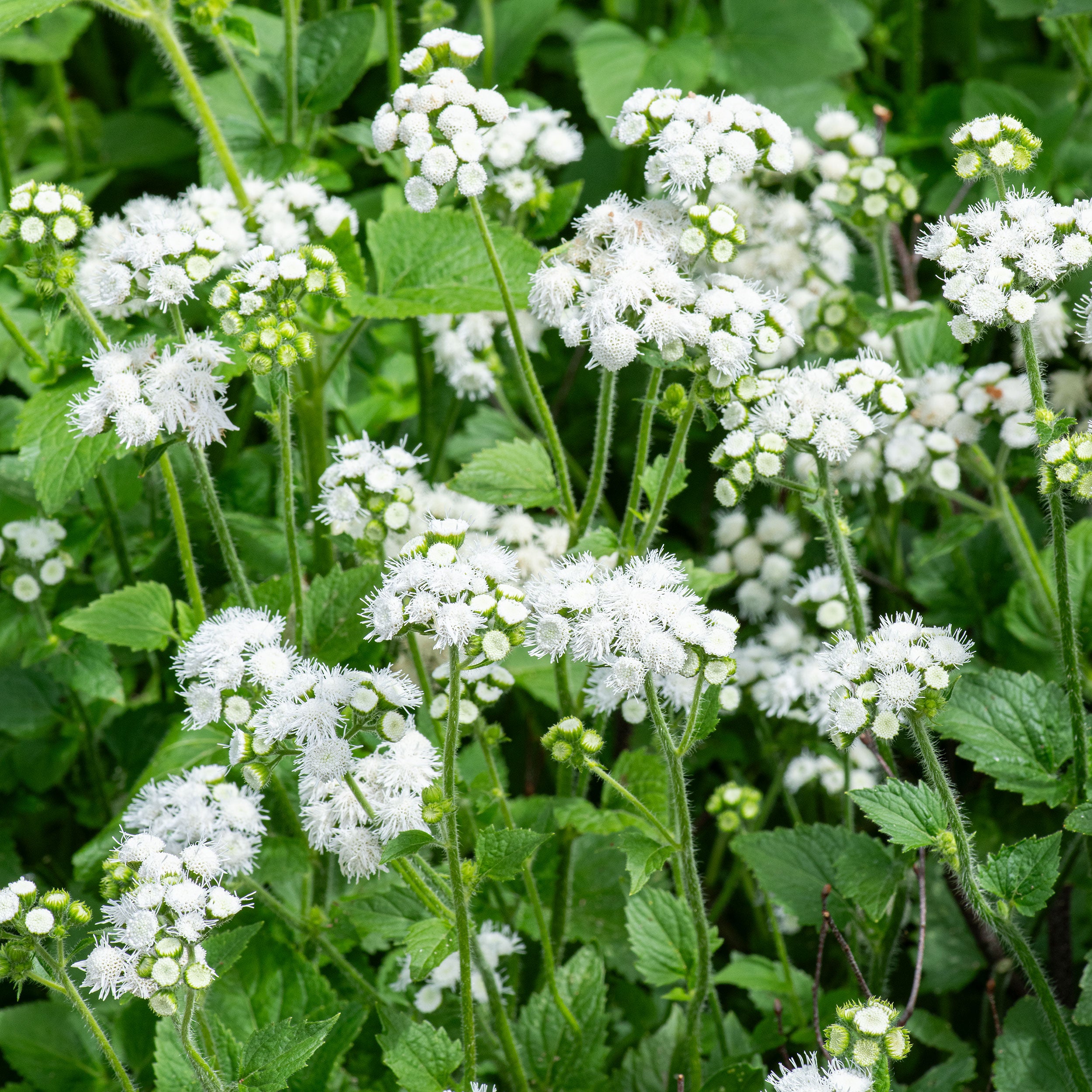 Ageratum 'White Bouquet' seeds