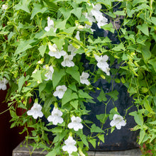 Asarina 'Snowwhite'
