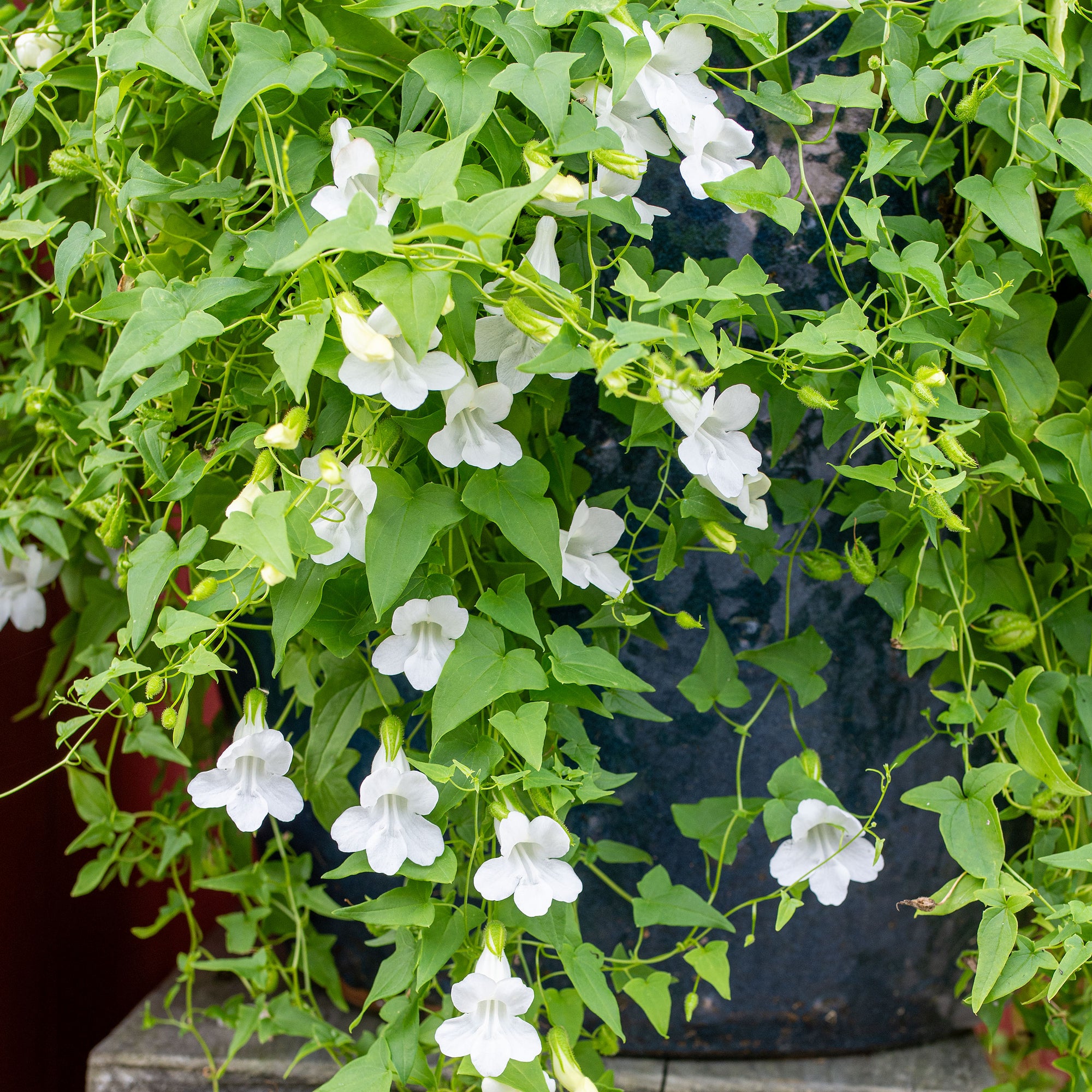 Asarina 'Snowwhite'