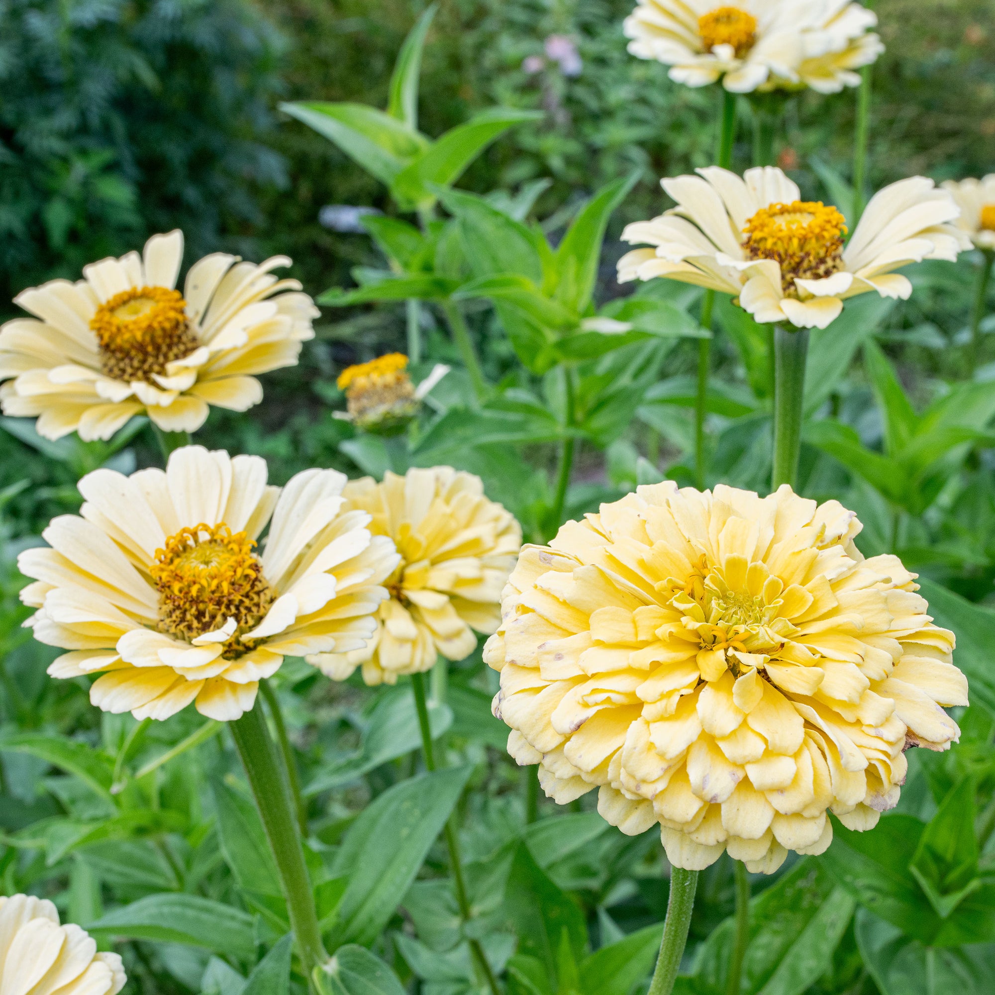 Zinnia 'Isabellina'