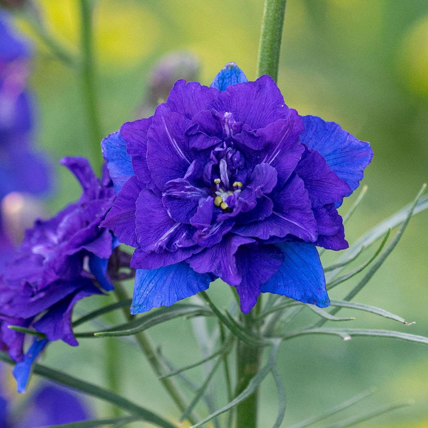 Larkspur 'Fancy Blue Purple' Organic