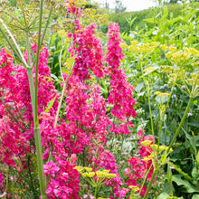 Larkspur 'Fancy Rose Striped' Organic