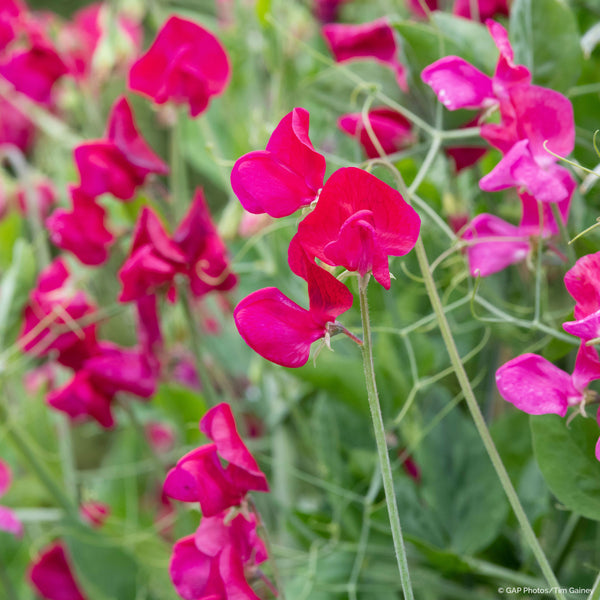 Sweet Pea 'Zorija Rose'