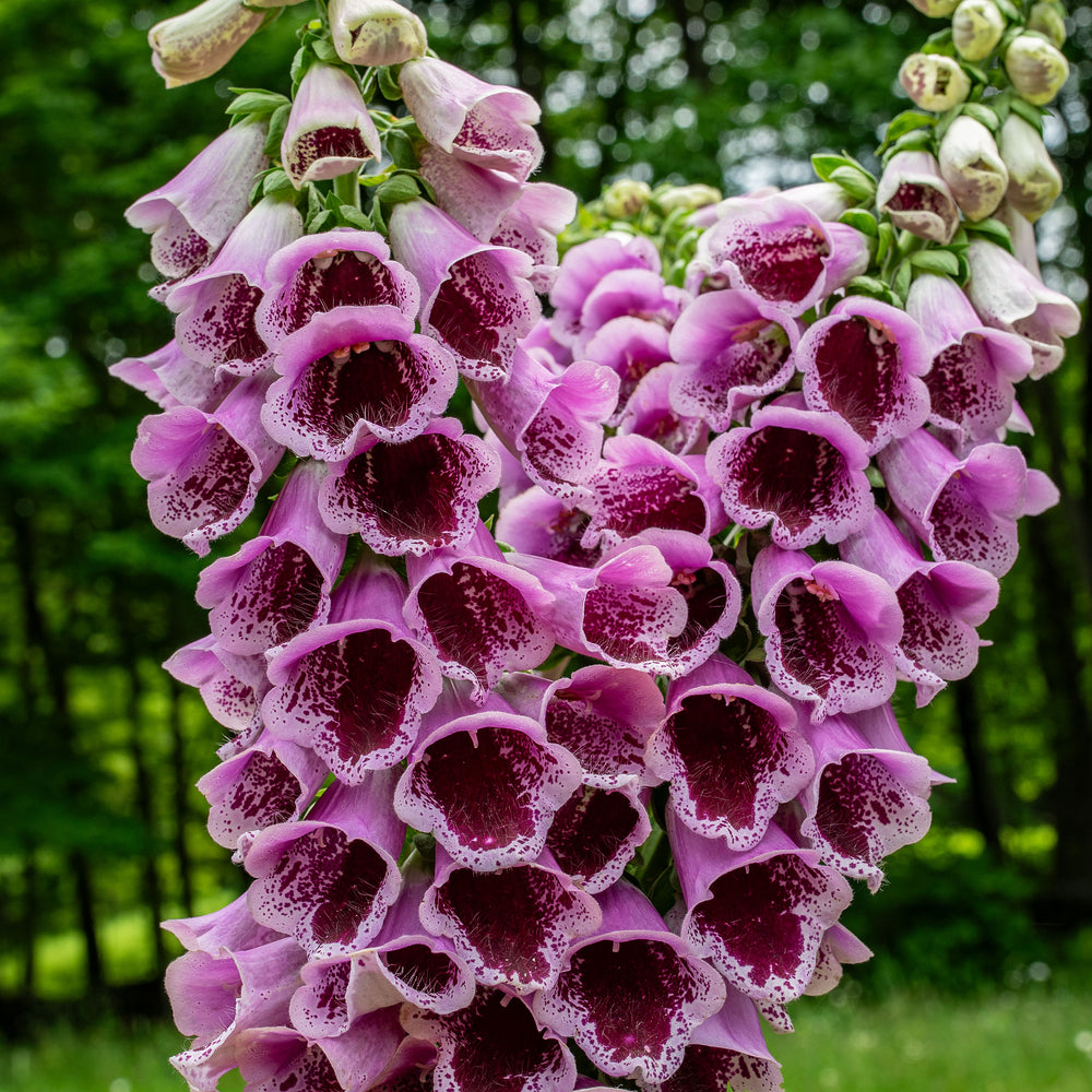 Foxglove 'Sugar Plum' Organic