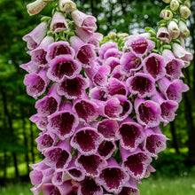 Foxglove 'Sugar Plum' Organic
