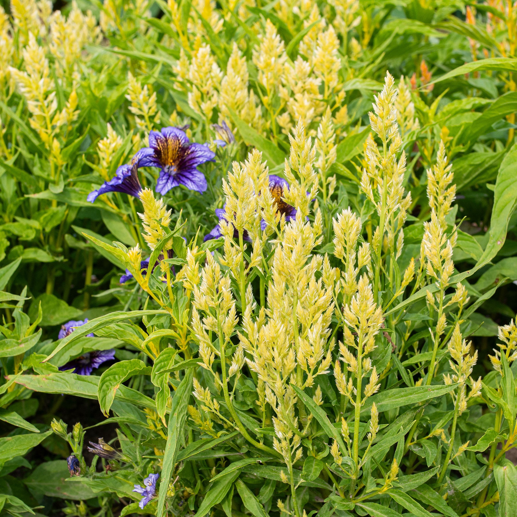celosia asian garden seeds Celosia 'Sylphid'