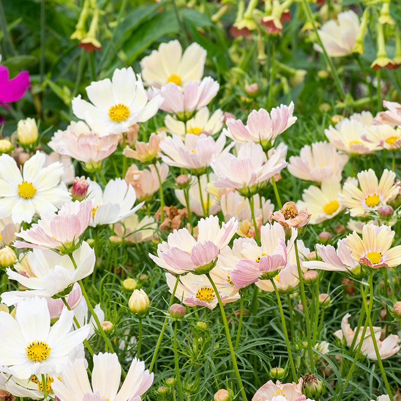 Cosmos 'Apricot Lemonade' plants - Cosmos bipinnatus
