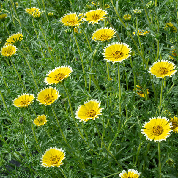 Tidy Tips Layia 'Tidy Tips' seeds - Layia elegans syn. platyglossa