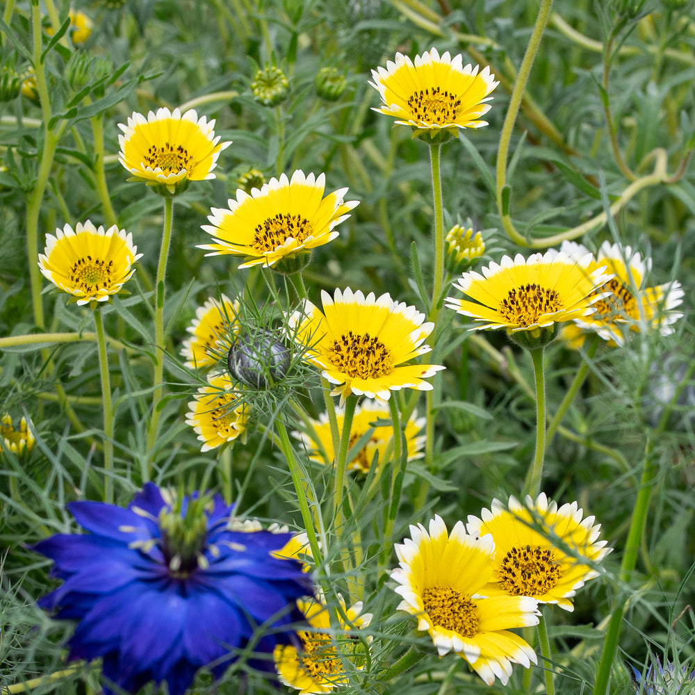Layia 'Tidy Tips' seeds - Layia elegans syn. platyglossa