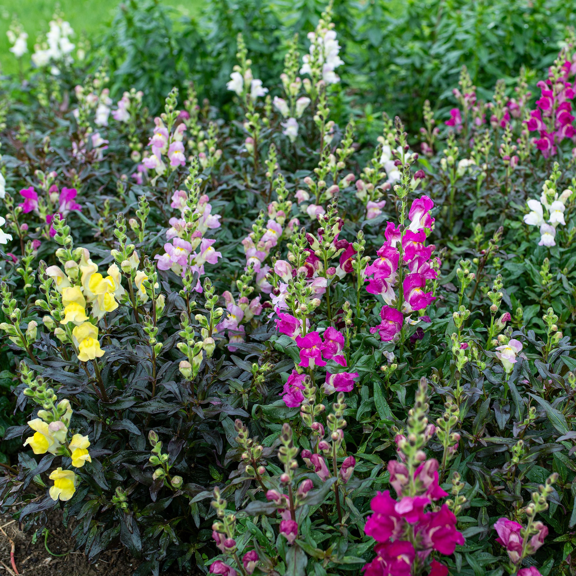 Snapdragon 'Twilight Mix'