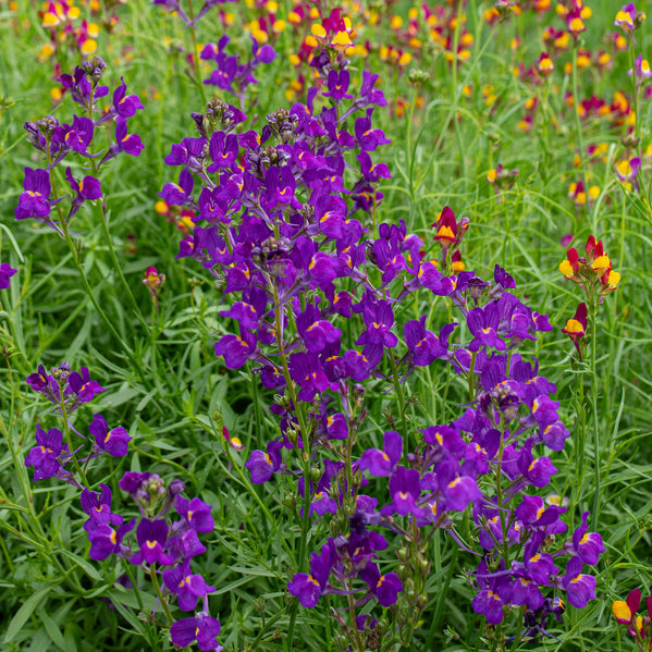 violet flower seed Linaria 'Licilia Violet' seeds