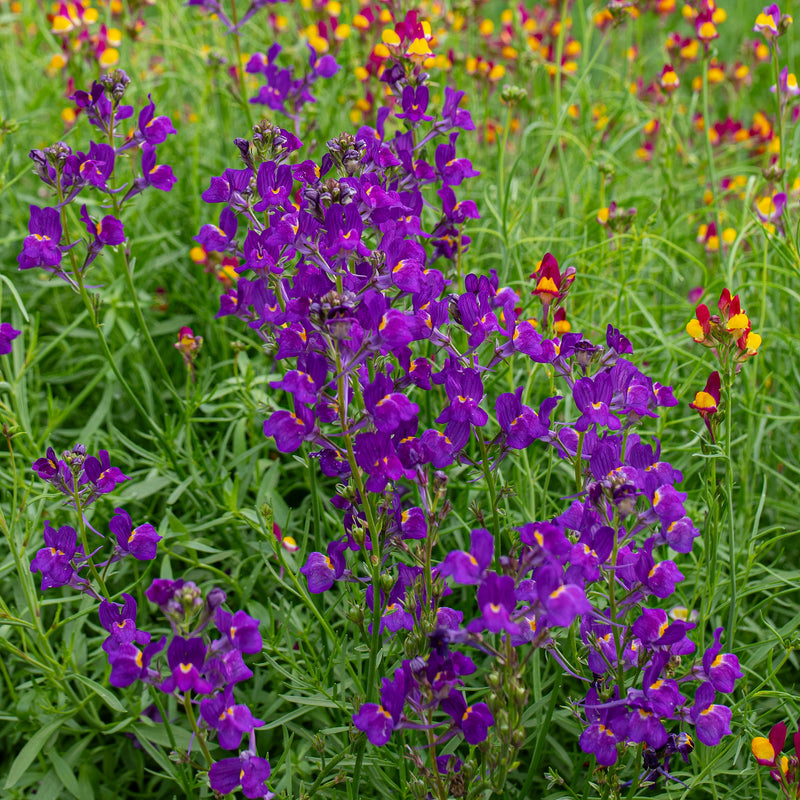 
  



Linaria 'Licilia Violet'
