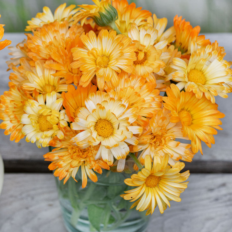 Calendula 'Oopsy Daisy'