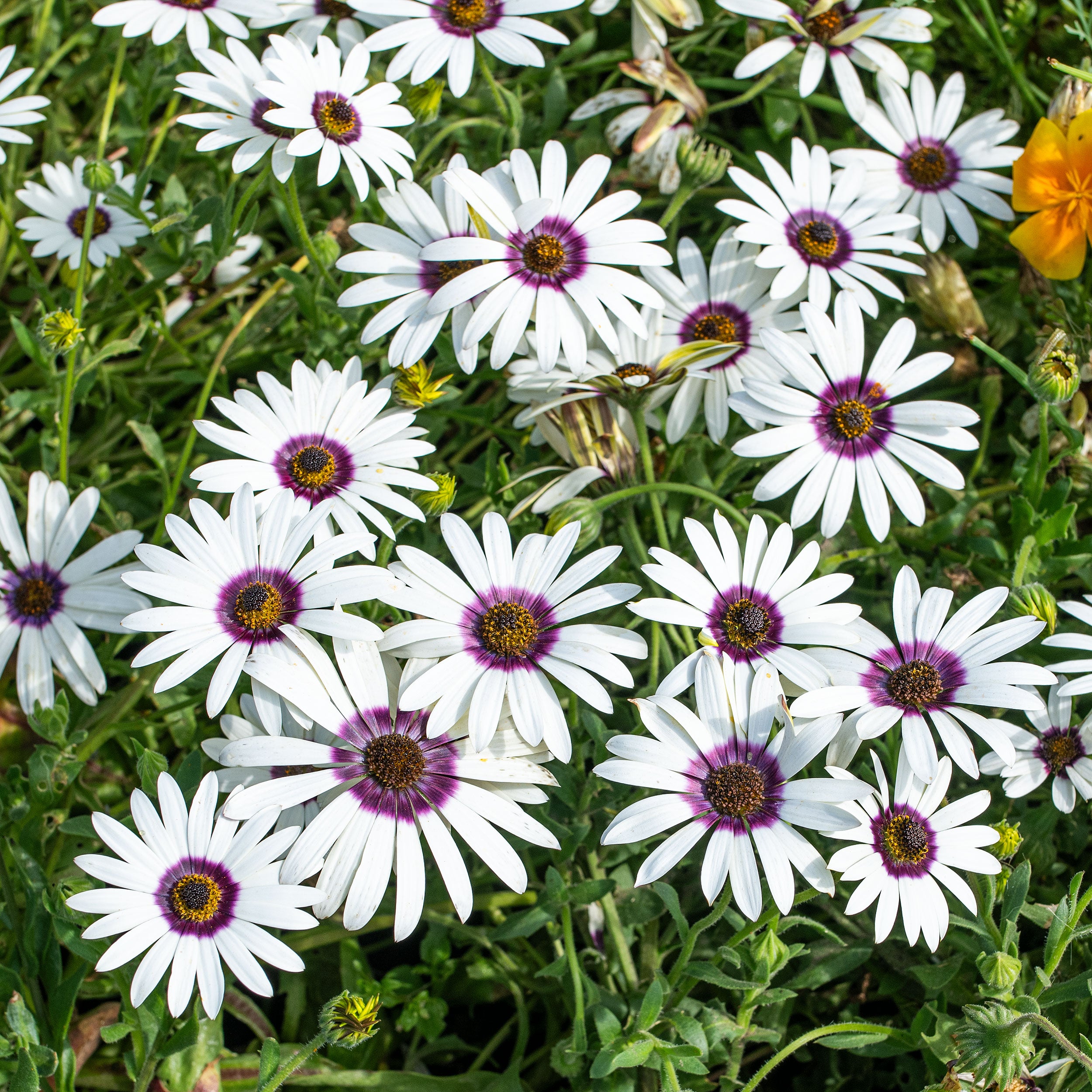 African Daisy 'Polar Star' seeds - Dimorphotheca pluvialis