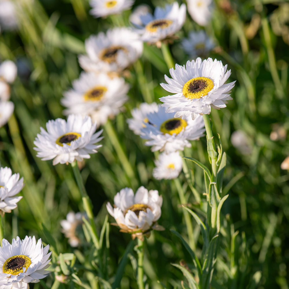 Strawflower 'Pierrot White'