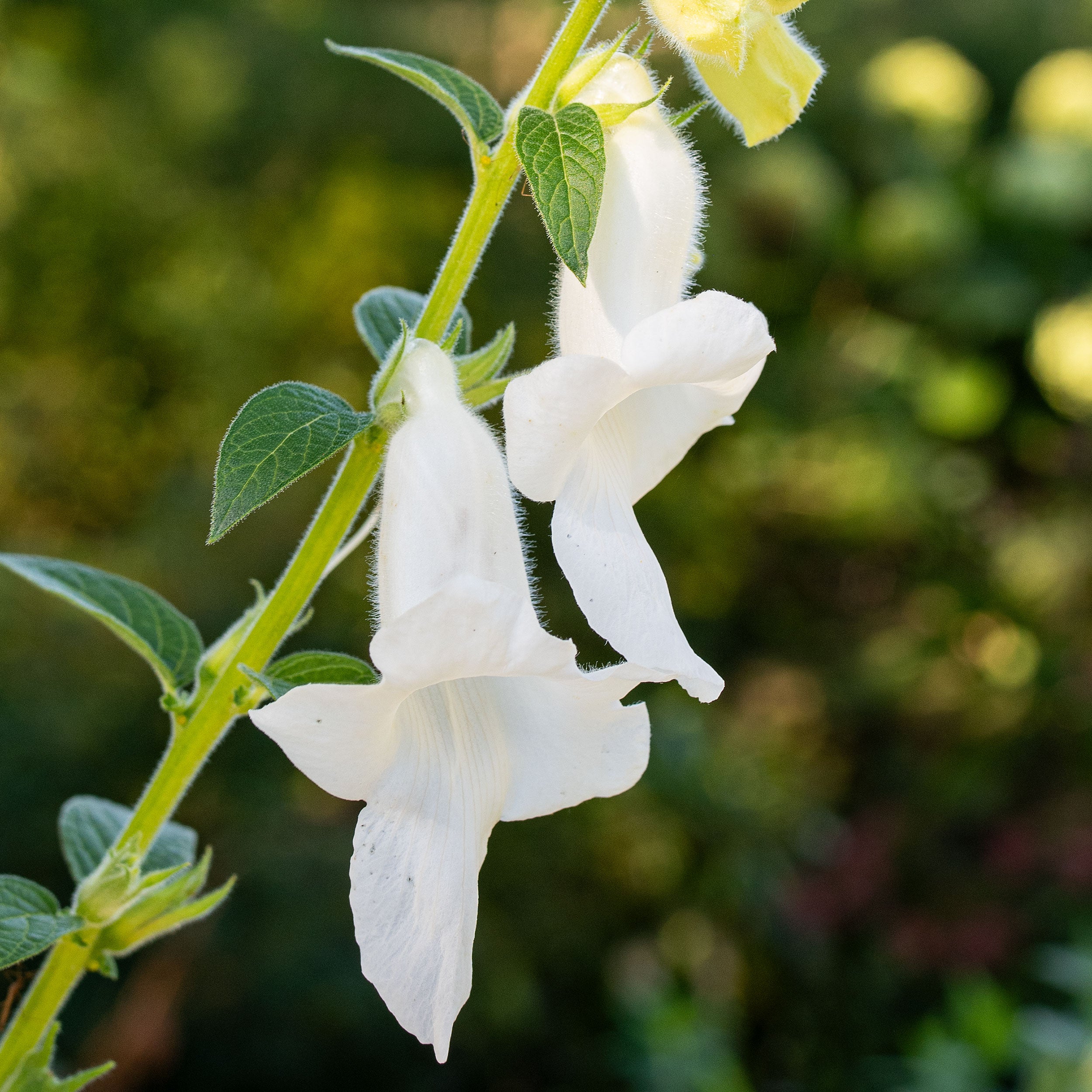 African Foxglove 'White' seeds - Ceratotheca triloba