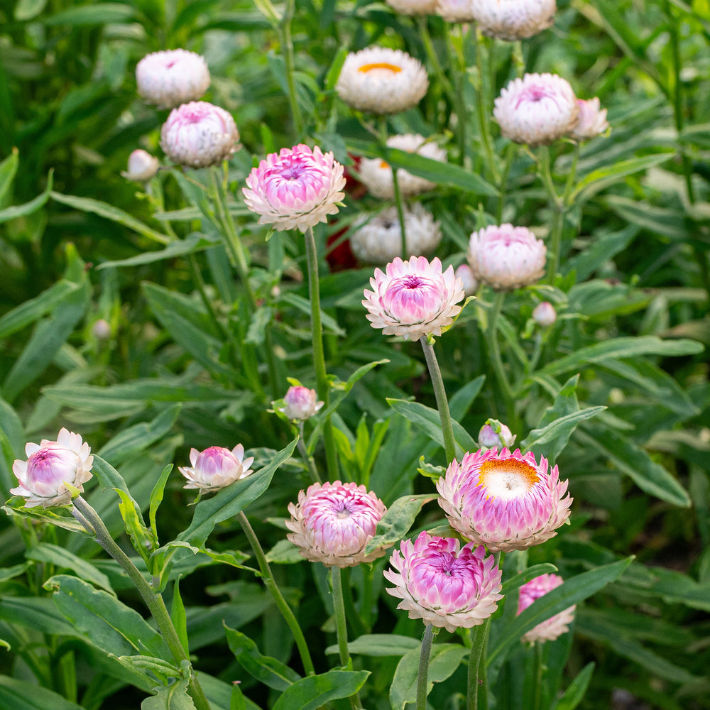Straw Roses Strawflower 'Silvery Rose' - Xerochrysum bracteatum