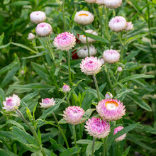 Strawflower 'Silvery Rose'