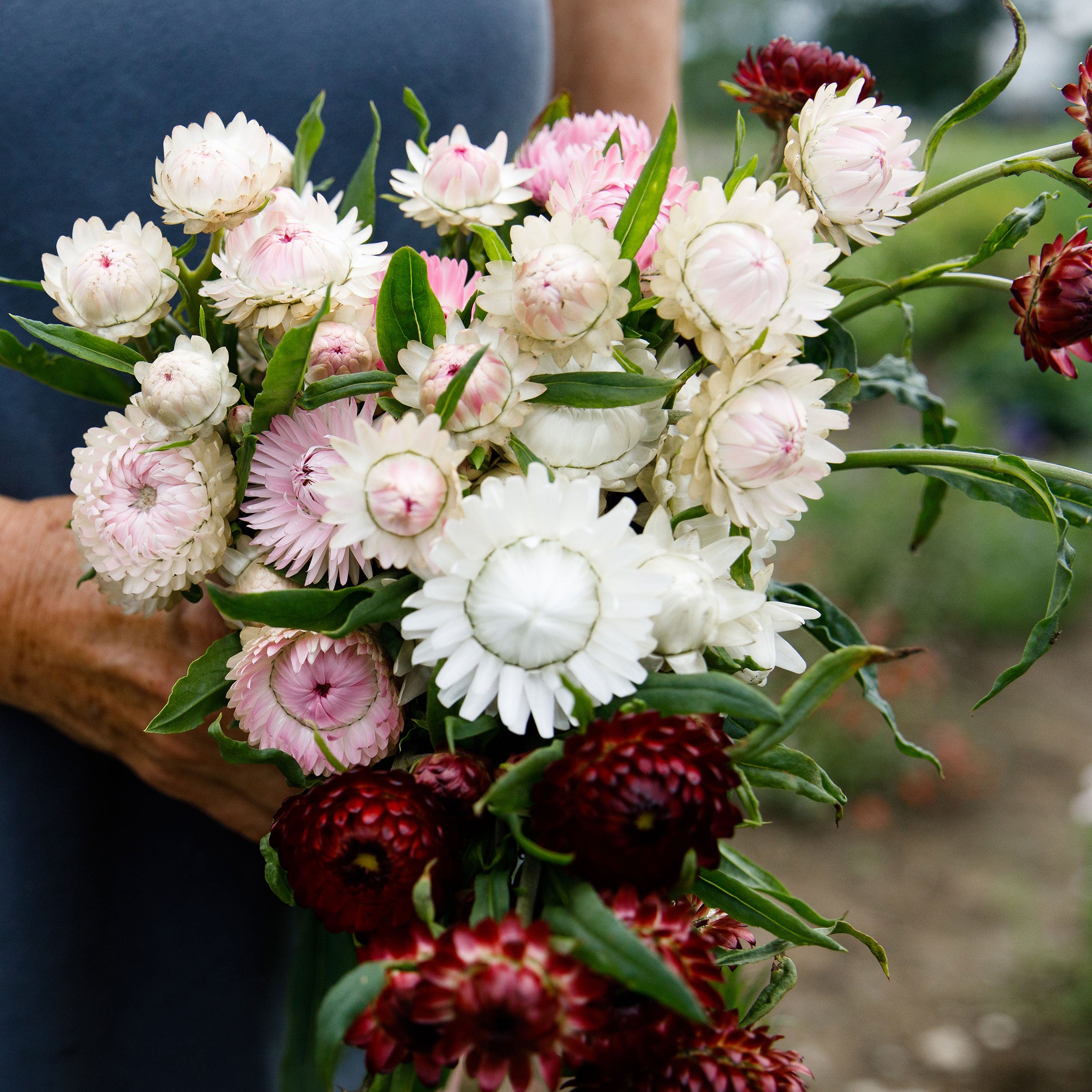 white roses seeds Strawflower 'Silvery Rose'